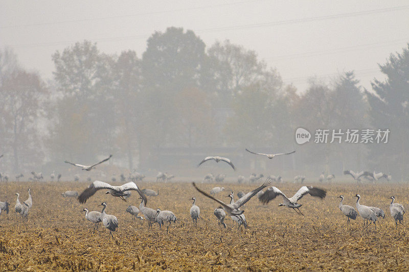 在迁徙季节的普通鹤(Grus Grus)